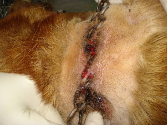 62-letna Prekmurka psa mučila tako, da se mu je ovratnica vrasla v telo